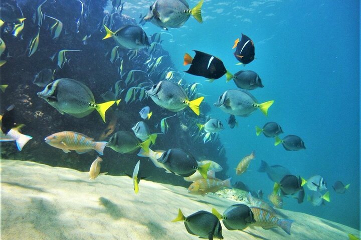 Coronado Island and Snorkel Tour