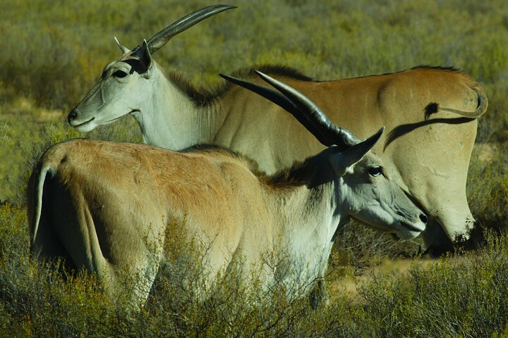 Aquila Big Five Game Reserve Safari with options from Cape Town