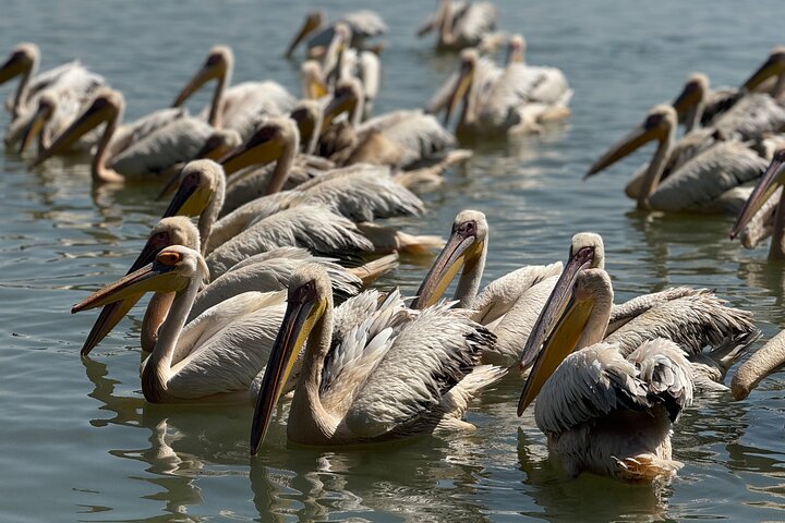 Day Trip Bahir Dar, Lake Tana and Blue Nile Falls Tours