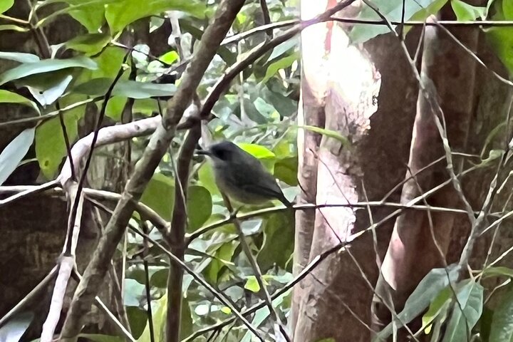 Birdwatching, Waterfall, Rainforest and Island Nature Tours