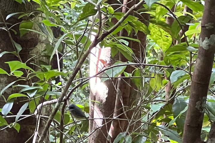 Birdwatching, Waterfall, Rainforest and Island Nature Tours