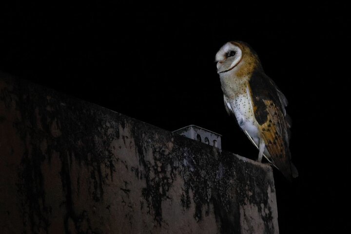 Birdwatching, Waterfall, Rainforest and Island Nature Tours