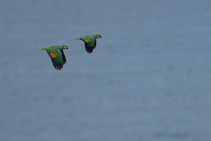Birdwatching, Waterfall, Rainforest and Island Nature Tours