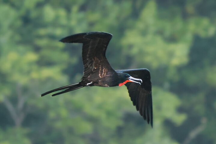 Birdwatching, Waterfall, Rainforest and Island Nature Tours