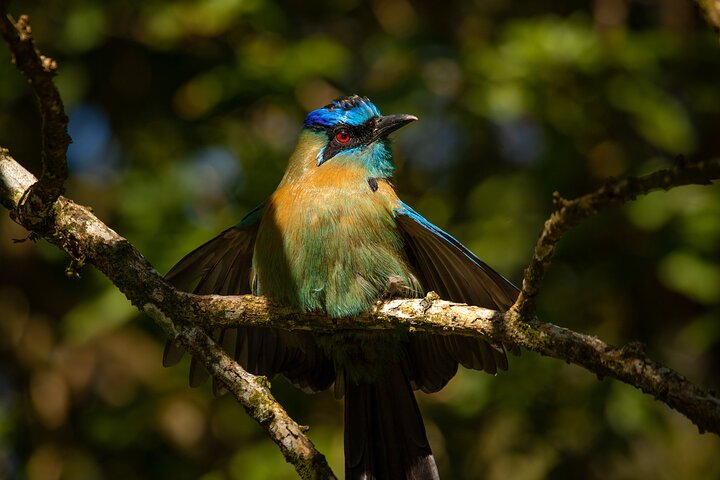 Monteverde Cloud Forest Guided Tour with Expert Naturalist