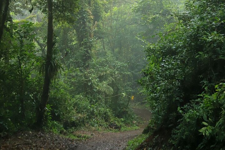 Monteverde Cloud Forest Guided Tour with Expert Naturalist