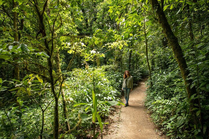 Monteverde Cloud Forest Guided Tour with Expert Naturalist