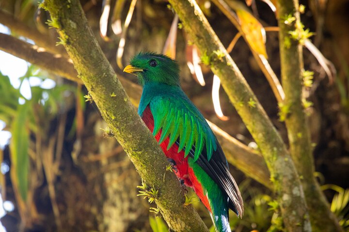 Monteverde Cloud Forest Guided Tour with Expert Naturalist