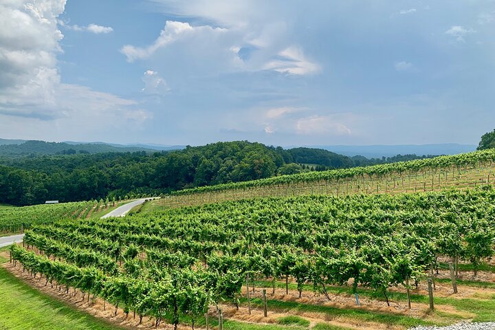 Private Luxury Wine Tour in Saint-Tropez and Provence