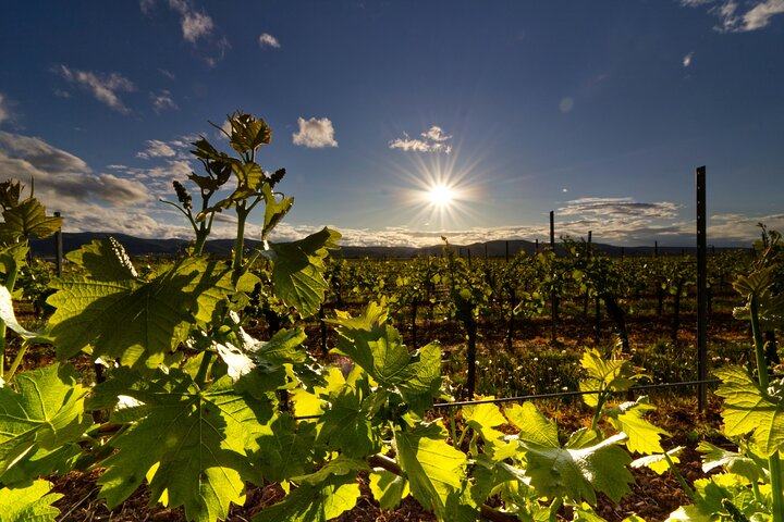 Private Luxury Wine Tour in Saint-Tropez and Provence