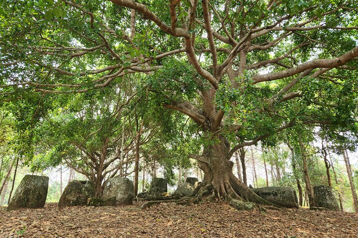 Plain of jars private and share group tour