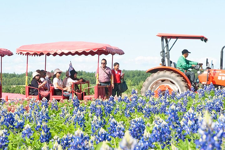 Hokkaido Biei Blue Pond Furano Flower Farm Ningle Terrace Trip