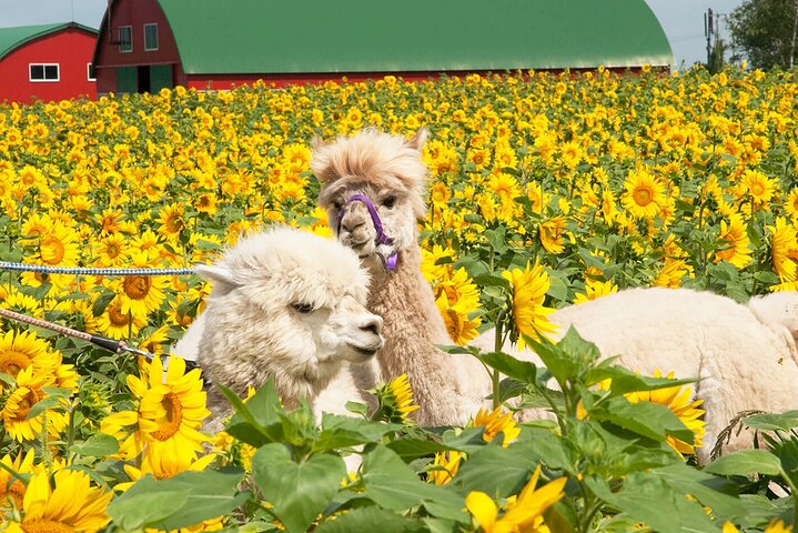 Hokkaido Biei Blue Pond Furano Flower Farm Ningle Terrace Trip