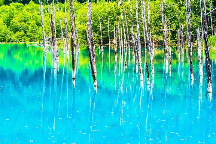 Hokkaido Biei Blue Pond Furano Flower Farm Ningle Terrace Trip