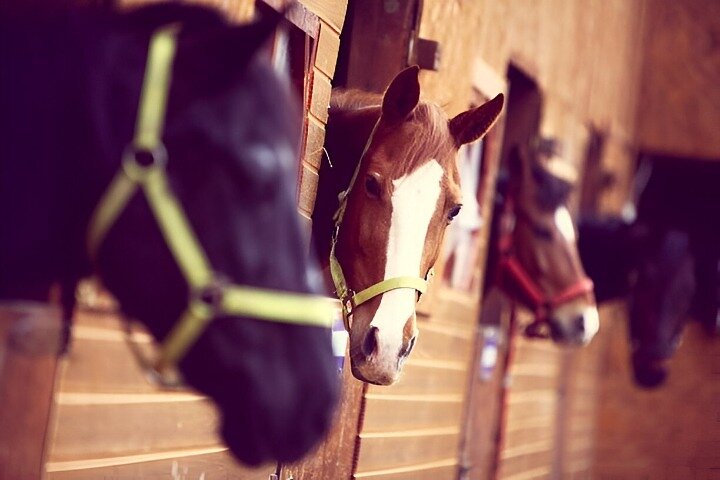 Antalya / Belek : Horse Riding Experience Forest & Beach