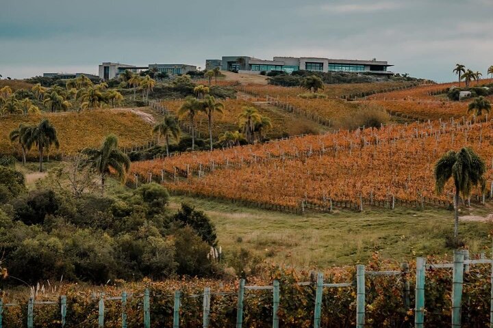 Wine Lovers - Bodega Garzon Experience