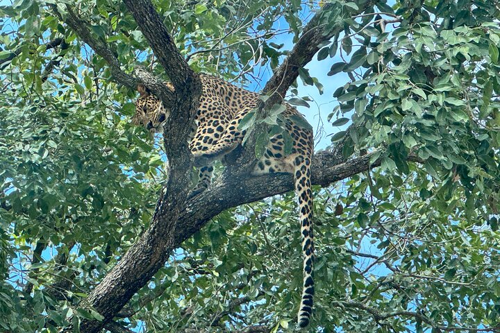 Wild Life Jeep Safari Tour at Bannerghatta with Private Transfer
