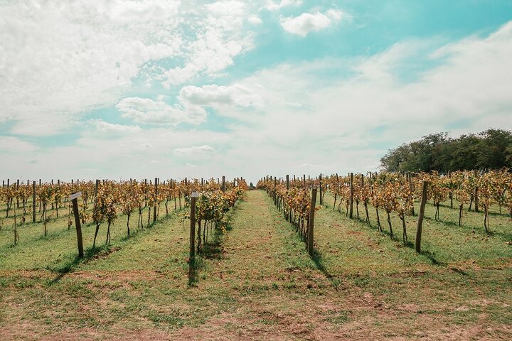Buenos Aires Experience Winery Gamboa Tasting and Lunch.
