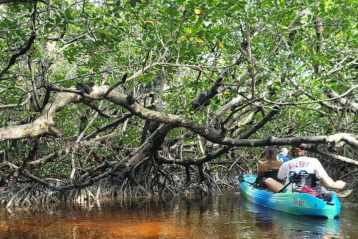 Kayak through Mangrove Forests in the Florida Keys