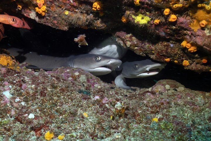 Dive Coiba and Stay at Bambuda Hotel Santa Catalina 4 days