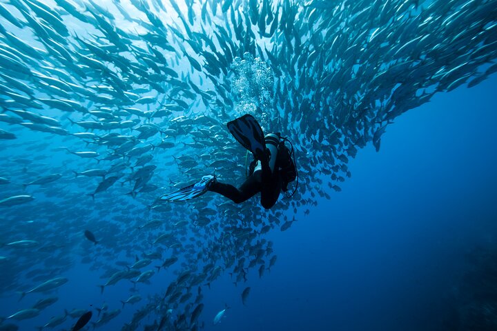 Dive Coiba and Stay at Bambuda Hotel Santa Catalina 4 days