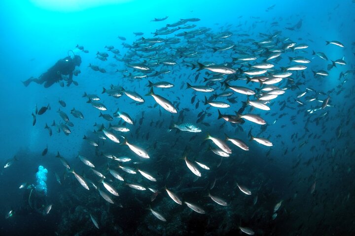 Dive Coiba and Stay at Bambuda Hotel Santa Catalina 4 days