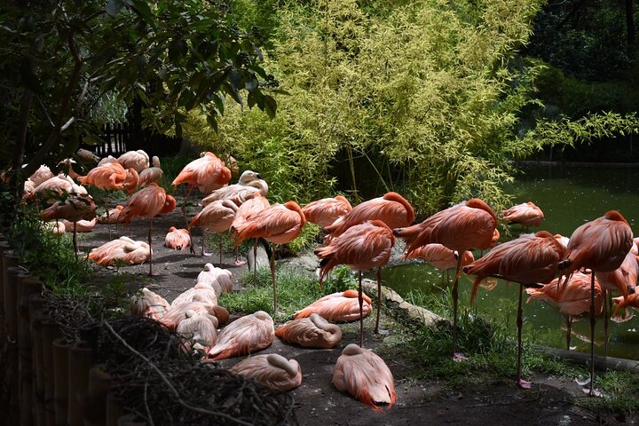 From puebla: Private tour in Africam Safari all-Inclusive