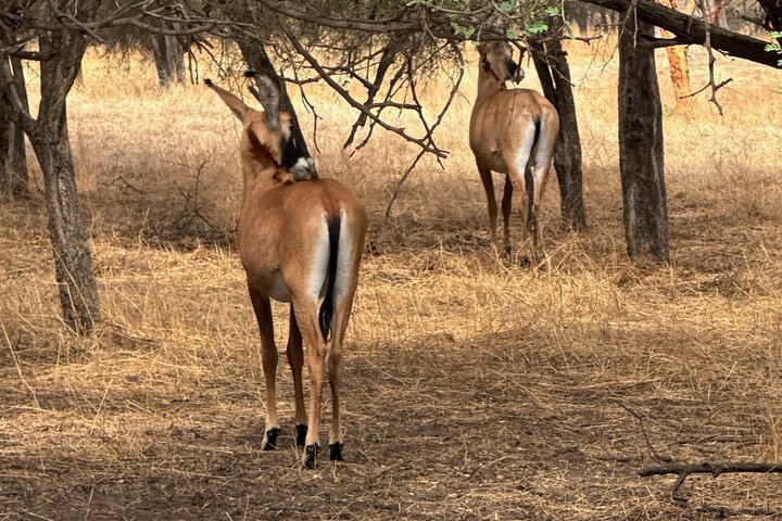 Discover Bandia Safari and the Pink Lake 2 Participants Minimum