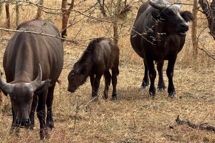Discover Bandia Safari and the Pink Lake 2 Participants Minimum
