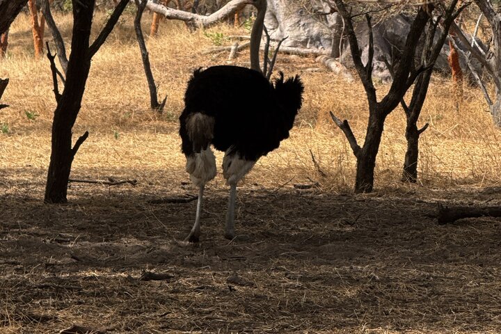 Discover Bandia Safari and the Pink Lake 2 Participants Minimum