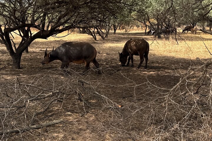 Discover Bandia Safari and the Pink Lake 2 Participants Minimum