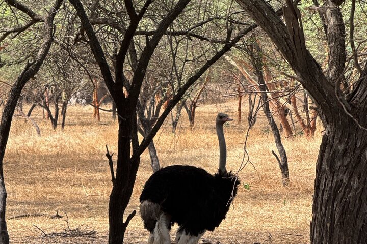 Discover Bandia Safari and the Pink Lake 2 Participants Minimum