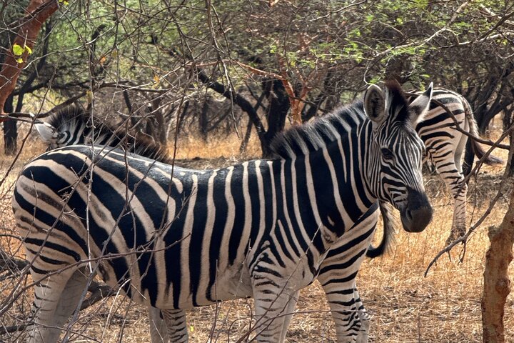 Discover Bandia Safari and the Pink Lake 2 Participants Minimum