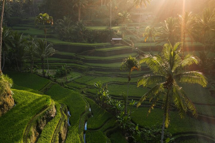 Ubud Private Tour - Waterfalls, Water Temple & Rice Terraces