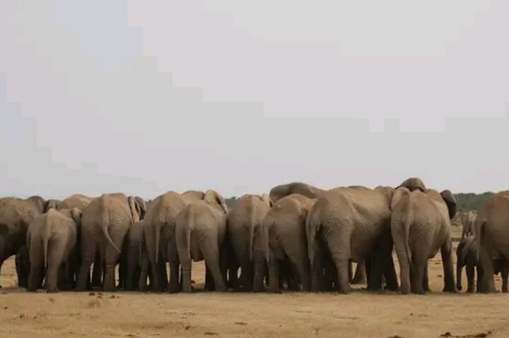 Great Addo Elephant Park Adventure Safari