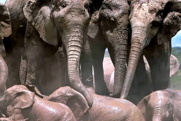 Great Addo Elephant Park Adventure Safari