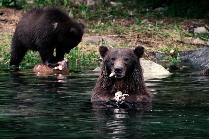 Sitka Premier Whale Watching and Wildlife Tour