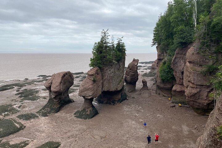 Shore and Hopewell Rocks Guided Tour