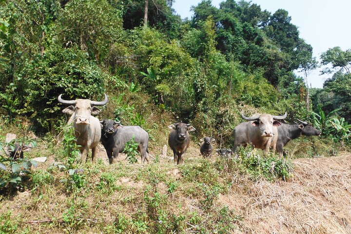 Jungle Experience: 1 Day Trek in Nam Ha NPA