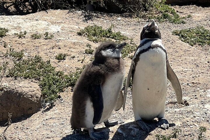 Private Tour for Punta Tombo Cruise Ships