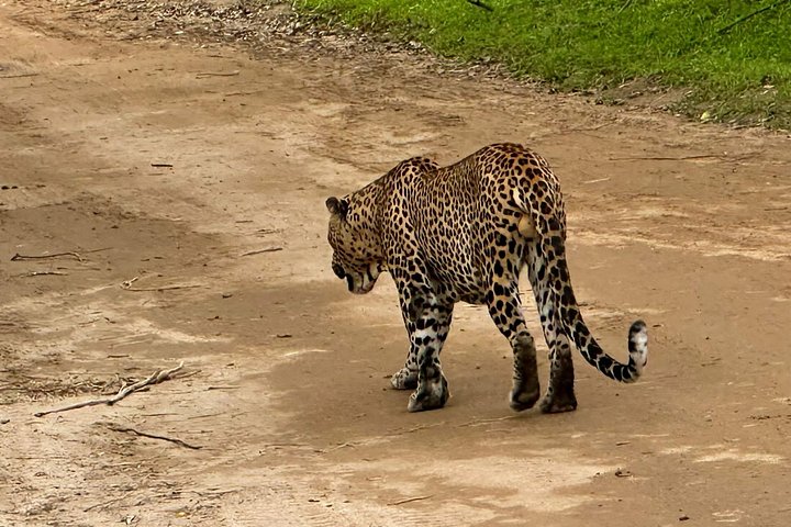 Yala National Park Safari Tours from Hambantota Port
