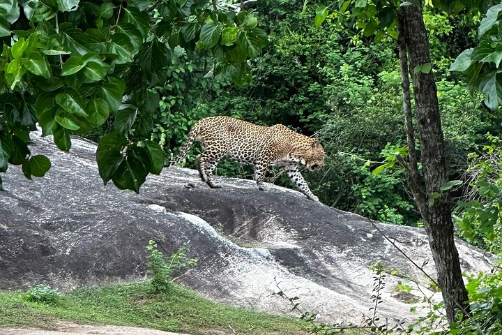 Yala National Park Safari Tours from Hambantota Port