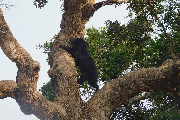 Yala National Park Safari Tours from Hambantota Port