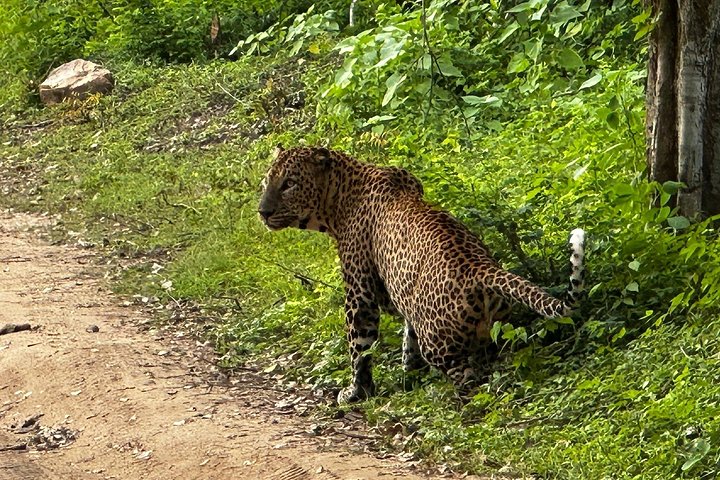 Yala National Park Safari Tours from Hambantota Port