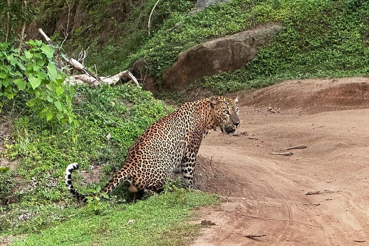 Yala National Park Safari Tours from Hambantota Port