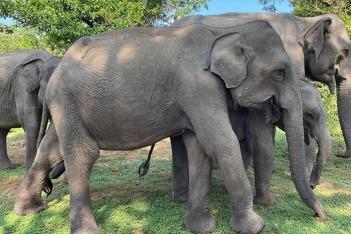 Yala National Park Safari Tours from Hambantota Port
