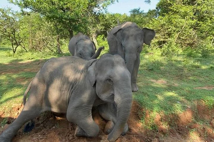 Yala National Park Safari Tours from Hambantota Port