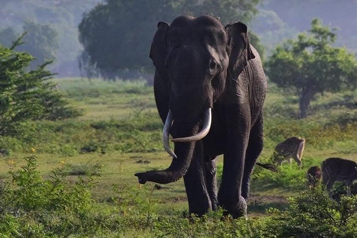 Yala National Park Safari Tours from Hambantota Port