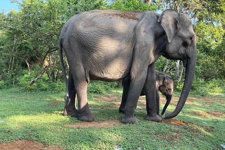 Yala National Park Safari Tours from Hambantota Port