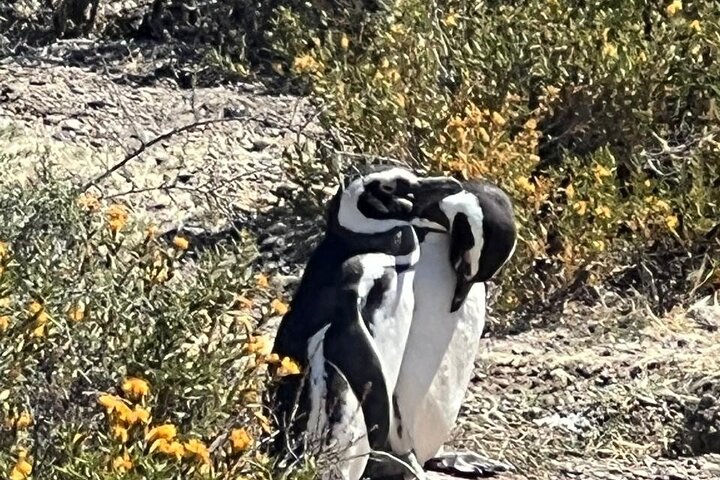 Private Tour for Punta Tombo Cruise Ships